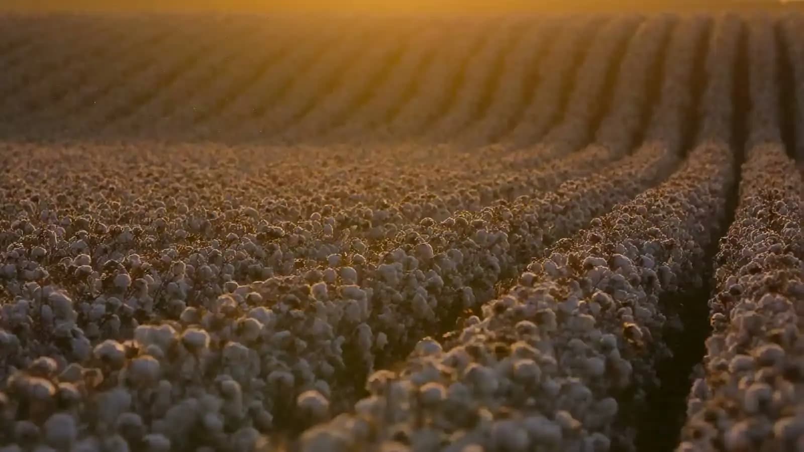 Ein Baumwollfeld im Abendlicht, aus dem der MIØ Anhänger entsteht